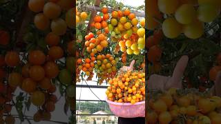 No need to spend money to buy seeds grow Tomatoes this way many fruits and high yieldsshort [upl. by Elman968]