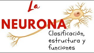 LA NEURONA Clasificación estructura y funciones [upl. by Je]