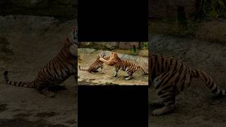 2 MOST BEAUTIFUL TIGER’S TALE🥹with a lil TIGER’S TEMPER TANTRUM✨✨ asmr nature pickNgift [upl. by Menken906]