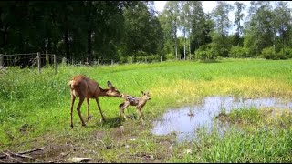 Åtelkameran 50 Räv tar Koltrast [upl. by Quincey]