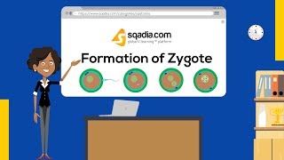 Formation of Zygote  Embryology Student VLearning  Medical Animation  sqadiacom [upl. by Ahsayn]