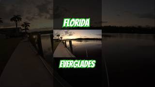 everglades fishingvideo fishing florida fish explore outdoorlife outdoors fishinglife [upl. by Demah]