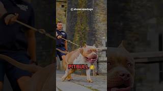 King 👑 Pitbull Vs Cane Coroso Fight 🔥😨 pitbull dog viral shorts [upl. by Keriann]