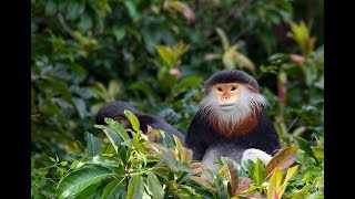 How beautiful this monkey  Redshanked Douc [upl. by Hi220]