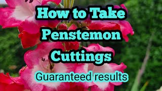 How to take Penstemon cuttings a complete guide with guaranteed results [upl. by Materse]