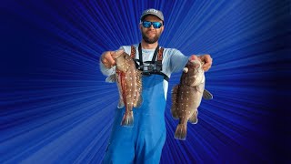 Feeding a frigate by hand snowy grouper and blackbelly rose fish [upl. by Cornelius395]