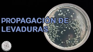 Propagación de levaduras👨🏻‍🔬 COMO hacer CERVEZA en CASA [upl. by Daniyal]