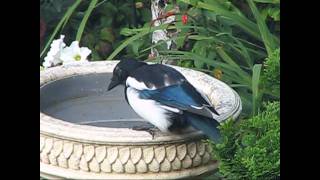 Magpie  Pica pica of the Crow family Corvidae drinking water from bird bath UK [upl. by Janek]