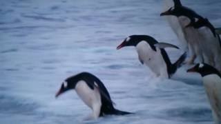 【地球上最強の顎力】海のハンターホホジロザメが好物のオットセイを襲いぼろ切れのように補食する映像 [upl. by Ramaj]