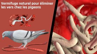 Vermifuge naturel pour éliminer les vers chez les pigeons [upl. by Gilliam]