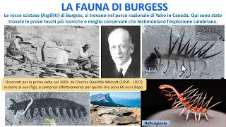 LA FAUNA DI BURGESS [upl. by Sarnoff411]