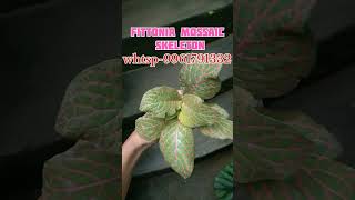 FITTONIA PLANTNERVE PLANTSale videowhtsp9961791332plantathome fittonia homegardens music [upl. by Nevsa]