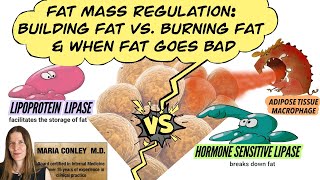 Fat Mass Regulation Building Fat vs Burning Fat and When Fat Goes Bad [upl. by Blumenthal]