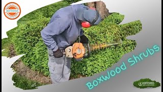 Trimming Boxwood Shrubs Essential Tips for Pruning and Shaping [upl. by Rand]