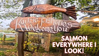 Salmon everywhere I look  Kalzie Salmon Fishing Scotland 2024 [upl. by Adam890]