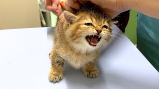 Lilis kittens first vaccinations were very difficult [upl. by Beeson806]