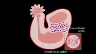 Embriologia  Desenvolvimento do Coração [upl. by Einnal]