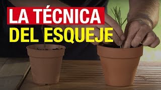 La técnica del esqueje  COMPO Jardinería [upl. by Sweet]