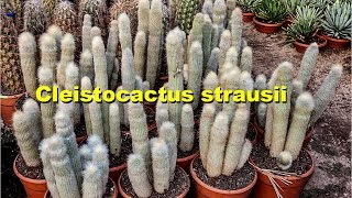 How to repot amp grow cleistocactus strausii [upl. by Teufert630]