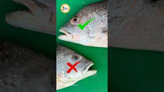 How to identify fresh fish  4 tips [upl. by Gracie3]