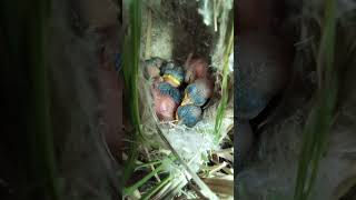 Witness the Miracle Zitting Cisticola Bird Nesting Journey from Egg to Fledgling [upl. by Tnomal]