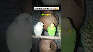 Budgies chirping 💚💛 🥕🌽 budgies parrot birds shorts shortsfeed [upl. by Falzetta]