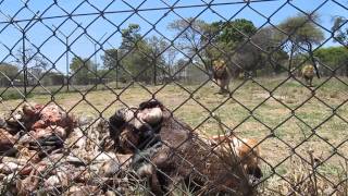 Adult Lion Feeding  Antelope Park Zimbabwe [upl. by Adnoryt]