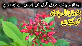 how to grow JatrophaJatropha plant care in summerJatropha Growing Tips [upl. by Nelg]