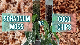 Difference between Peat Moss vs Coconut Coir and which one is a better soil amendment to use [upl. by Russian]