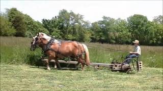 Haflinger team mowing hay [upl. by Nich19]