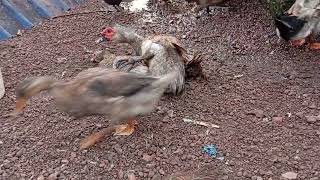 Muscovy Duck mating 11june 2024 my House 😂🎈 [upl. by Anyaj]