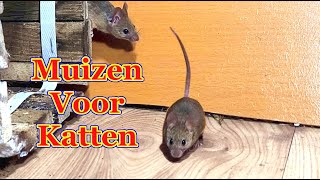 Muizen voor katten  Katten tv muis [upl. by Dorion271]