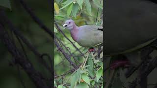 Pinknecked Green Pigeon Swallows Cherry Whole [upl. by Griffy]