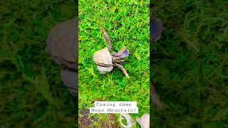 hermitcrab climbs a mountain of moss [upl. by Nnav]