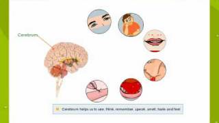 Structure Of the Brain [upl. by Hinkel948]