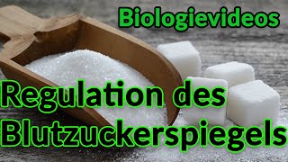 Regulation des Blutzuckerspiegels  Einfach Erklärt Bio Leistungskurs GörresGymnasium Koblenz [upl. by Clementina183]