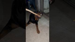 rottweiler aggressivea growling dog short rottweiler [upl. by Seira920]