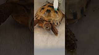 Trunky the Horsefield Tortoise family cares for me veronikakoleva2372 shorts family pets care [upl. by Hickie]