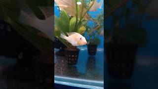 Exotic cichild Albino Threadfin fish arapaimafish musiclyrics music nikonwildlife songlyrics [upl. by Strade107]