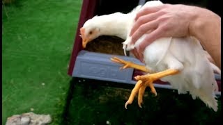 Inserimento ed Accettazione di NUOVE Galline allinterno di un Pollaio con Galline preesistenti [upl. by Amadas]