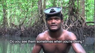 Solomon Islands living with mangroves [upl. by Corly779]