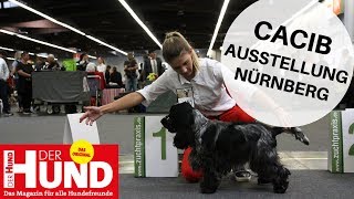 Unterwegs auf der CACIB Hundeausstellung in Nürnberg [upl. by Ludovico]