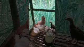 Update sa 2months old bantam nativechickenfarming freerangechickenfarming bantam [upl. by Asirap]