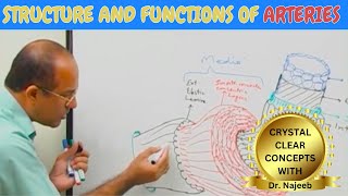 Arteries  Structure and functions🩺 [upl. by Atinuhs975]