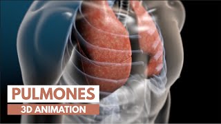 ¿Cómo Funcionan los pulmones  Animación 3D [upl. by Ortrud701]