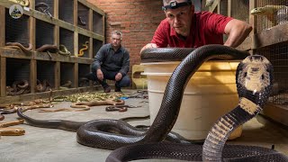 Snake farms in China Millions of snakes are raised for meat  Earning millions of dollars every year [upl. by Sandstrom]