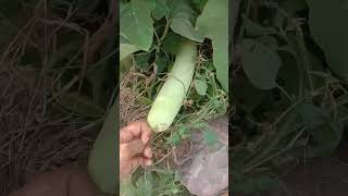 lockey harvesting 👌🌱shortvideo nature viralvideo naturegarden minigarden [upl. by Shulem728]