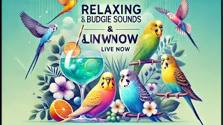 Relaxing Budgie Sounds amp Cocktails  Chill Vibes with Birds  Live from Birdiology [upl. by Ulphiah]