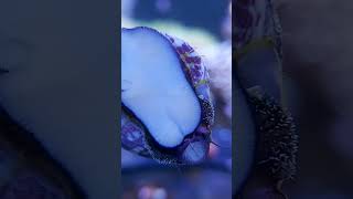 saltwater snail · Trochus Histrio  Turbo snail 🐌 youtube youtubeshorts ytshorts shorts short [upl. by Gudrin]