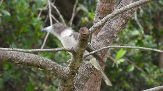 Grey Butcherbird Hervey Bay Qld [upl. by Killoran]